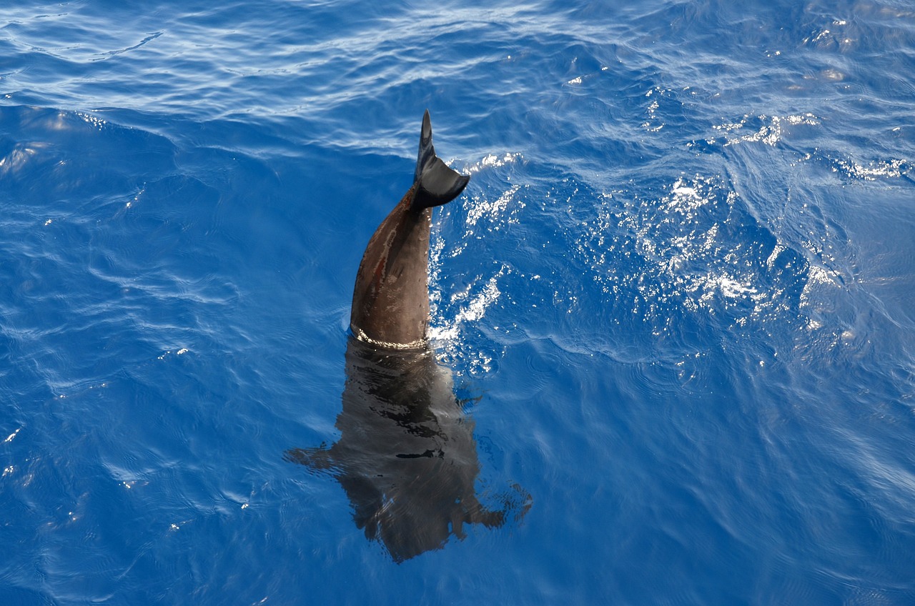 The Ultimate Guide to Whale Watching in Monterey Bay